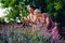 Lavender harvesting. Mother and daughter picking lavender flowers