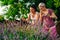 Lavender harvesting. Mother and daughter picking lavender flowers