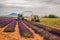 Lavender harvesting in Provence, France