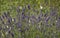 Lavender hedge with multitude of butterflies