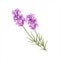 Lavender. Herb flower. Vector illustration