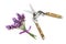 Lavender Herb Flowers and Secateurs