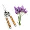 Lavender Herb Flowers and Secateurs