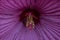 Lavender Hibiscus Flower Close-Up, Design