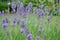 Lavender in hometown garden