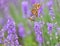 Lavender, honey bee and and mating butterflies