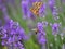 Lavender, honey bee and and mating butterflies