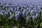 Lavender hyacinth field