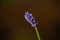 Lavender with ice crystals, bokeh