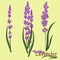 Lavender. Illustration of a plant in a vector with flowers.