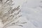 Lavender inflorescences and a cat`s path on white fluffy fresh snow