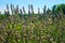 Lavender in inner yard in Yverdon in Switzerland