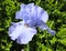 Lavender Iris Closeup Exposes Its Pure Beauty