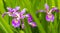 Lavender Iris and Leaves