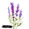 Lavender isolated. Lavandula or lavender. Flowering plant in the mint family, Lamiaceae. Lavandula angustifolia. Herbs spices.