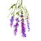 Lavender isolated. Lavandula or lavender. Flowering plant in the mint family, Lamiaceae. Lavandula angustifolia. Herbs spices.