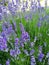 Lavender kitchen garden