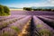 Lavender landscape in the style of Provence. Manicured rows of lavender at sunset. Generative AI