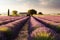 Lavender landscape in the style of Provence. Manicured rows of lavender at sunset. Generative AI