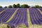 Lavender landscape in Valensole plateau, France