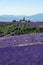 Lavender landscape in Valensole plateau, France
