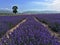 Lavender Landscape in Xinjiang, China