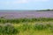 Lavender lants in the field, blooming