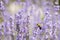 Lavender and Large Carpenter Bee