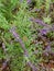 Lavender lavanda flower