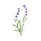 Lavender, lavanda flowers. Field wild lavendar, lavandula. Botanical floral drawing of lavander. French Provence