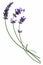 Lavender (Lavandula angustifolia)