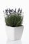 Lavender (Lavandula angustifolia) in flower pot