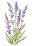 Lavender (Lavandula angustifolia) flowers isolated on white background. Generative AI watercolor illustration