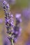 Lavender, Lavandula angustifolia, Lavandula officinalis flower close up in sunny summer day, Osenieki, Latvia