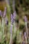 Lavender (Lavandula dentata)