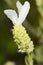 Lavender (Lavandula pedunculata)