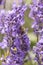 Lavender on lavenders field in bloom withz bee, Czech Republic