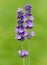 Lavender  Lavendula angustifolia
