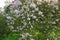 Lavender lilac bushes blossoming in a park, green grass