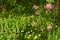 Lavender lilac bushes, dandelions and white dead nettle