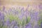 Lavender lilac flowers - nature background