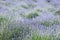 Lavender lilac flowers. Nature floral background