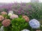 Lavender and lilac hydrangea flowers in a flower garden in Malino, South Sulawesi