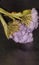 Lavender Limonium Sinuatum