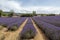 Lavender lines covered in flowers on endless fields tainted in purple, Provence, South of France