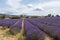 Lavender lines covered in flowers on endless fields tainted in purple, Provence, South of France