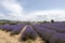 Lavender lines covered in flowers on endless fields tainted in purple, Provence, South of France