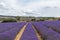 Lavender lines covered in flowers on endless fields tainted in purple, Provence, South of France