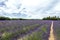 Lavender lines covered in flowers on endless fields tainted in purple, Provence, South of France