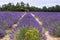 Lavender lines covered in flowers on endless fields tainted in purple, Provence, South of France